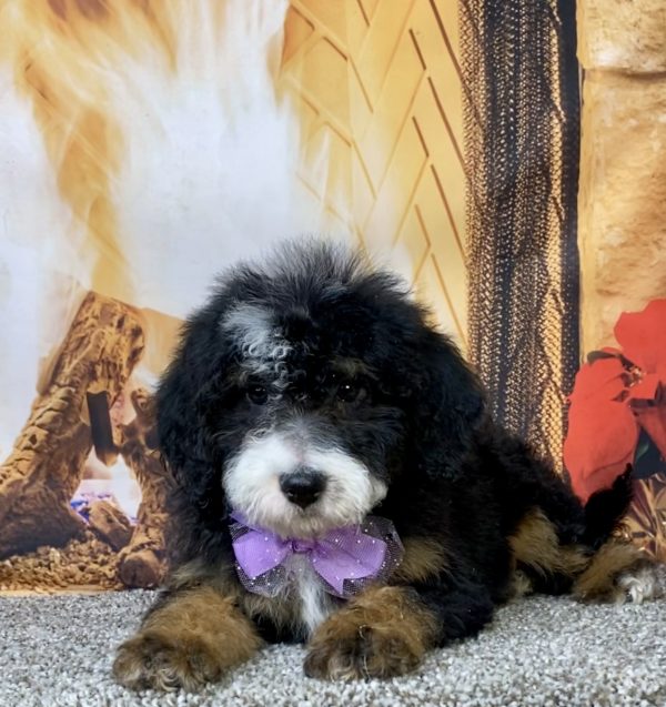 Photo of Ms. Daisy the Mini-Bernedoodle puppy