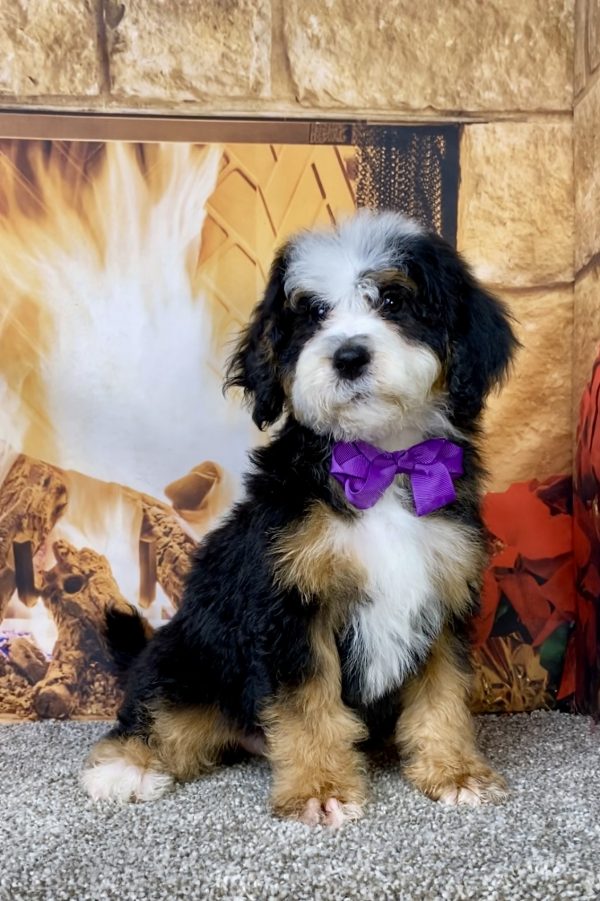 Ms. Dakota the Mini-Bernedoodle puppy