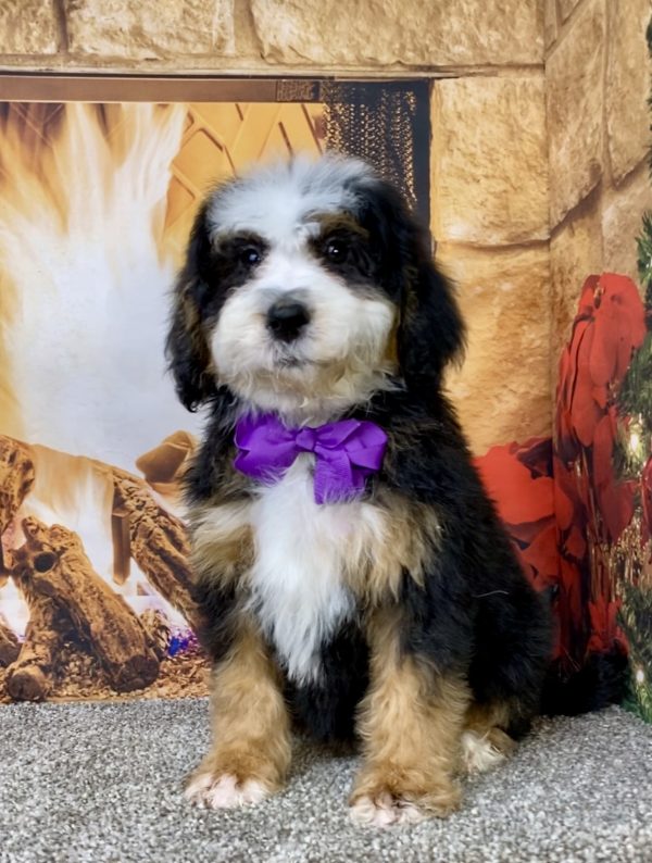 Photo of Ms. Dakota the Mini-Bernedoodle puppy
