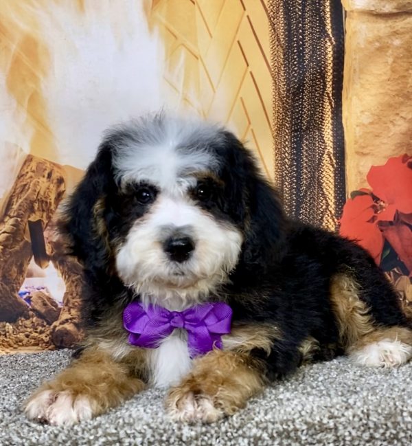 Photo of Ms. Dakota the Mini-Bernedoodle puppy