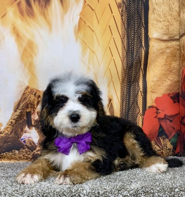 Photo of Ms. Dakota the Mini-Bernedoodle puppy