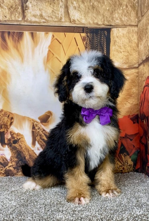Photo of Ms. Dakota the Mini-Bernedoodle puppy
