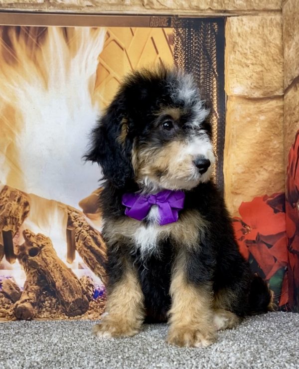 Photo of Ms. Delta the Mini-Bernedoodle puppy