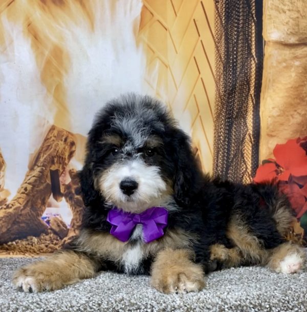 Photo of Ms. Delta the Mini-Bernedoodle puppy