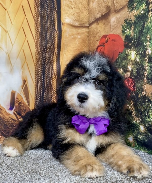 Photo of Ms. Delta the Mini-Bernedoodle puppy