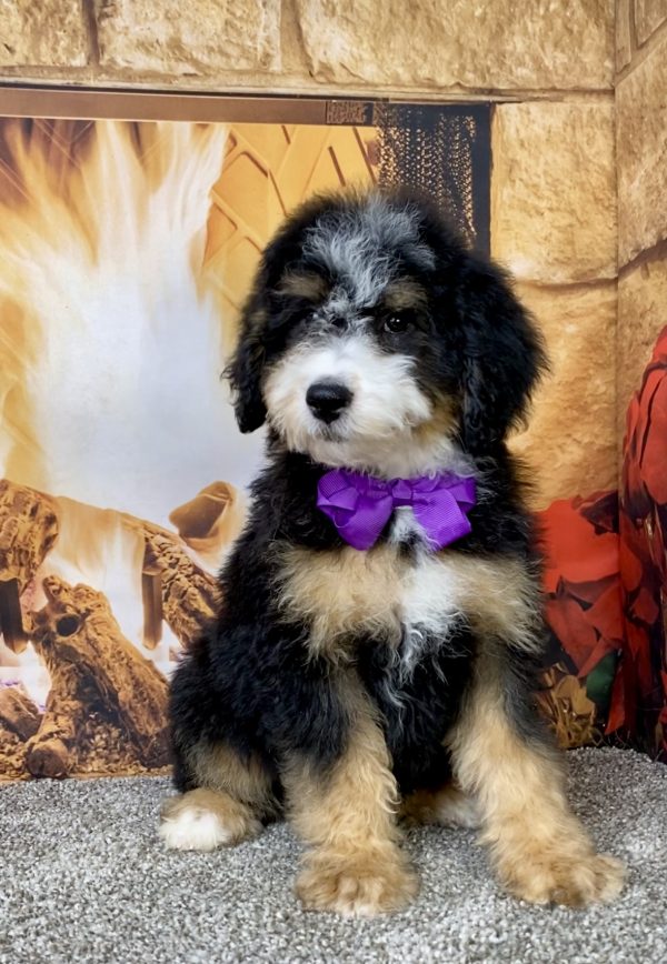 Photo of Ms. Delta the Mini-Bernedoodle puppy