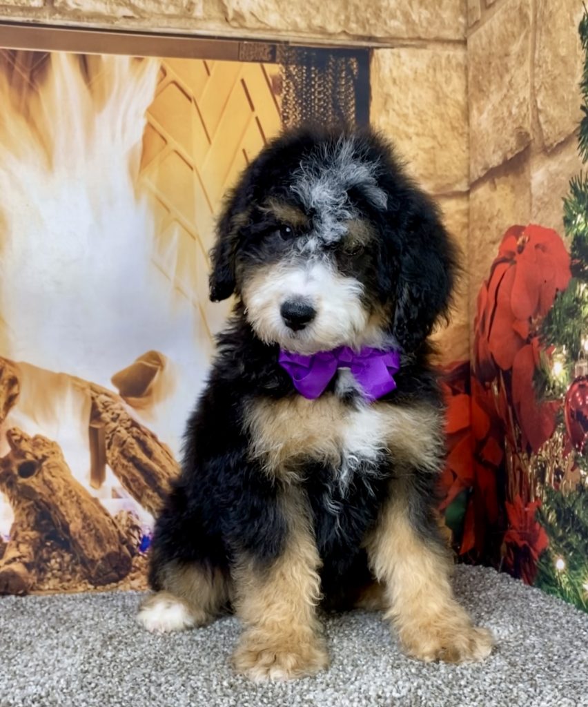 Photo of Ms. Delta the Mini-Bernedoodle puppy