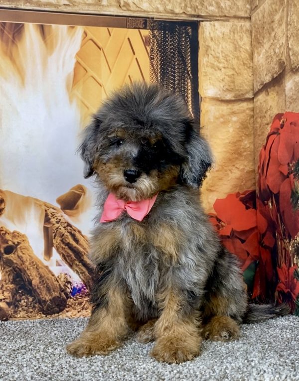 Photo of Ms. Destiny the Mini-Bernedoodle puppy