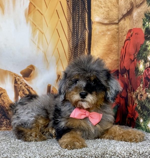 Photo of Ms. Destiny the Mini-Bernedoodle puppy