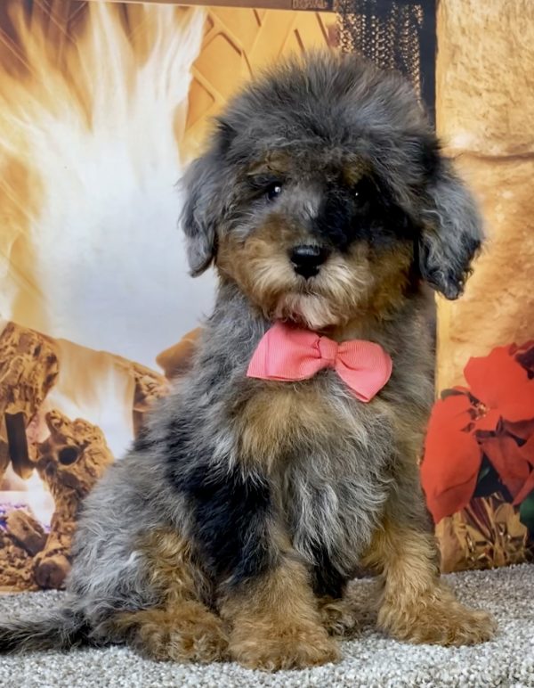 Photo of Ms. Destiny the Mini-Bernedoodle puppy