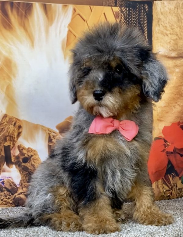 Photo of Ms. Destiny the Mini-Bernedoodle puppy