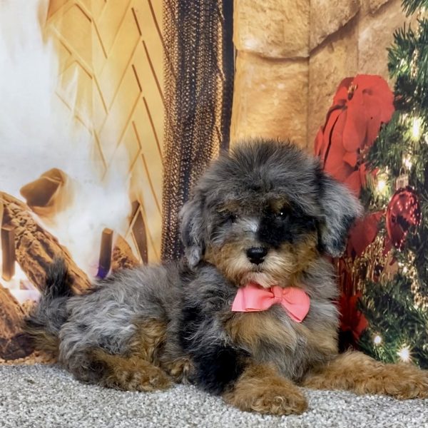 Photo of Ms. Destiny the Mini-Bernedoodle puppy