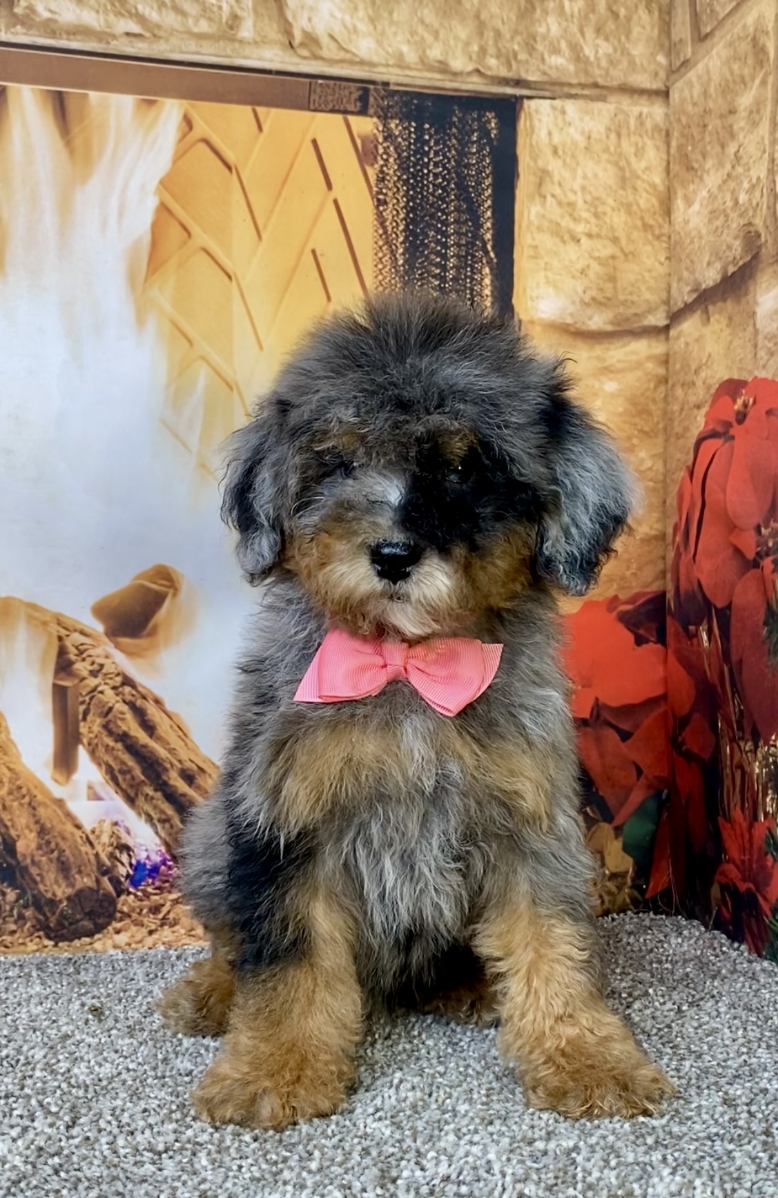 Photo of Ms. Destiny the Mini-Bernedoodle puppy