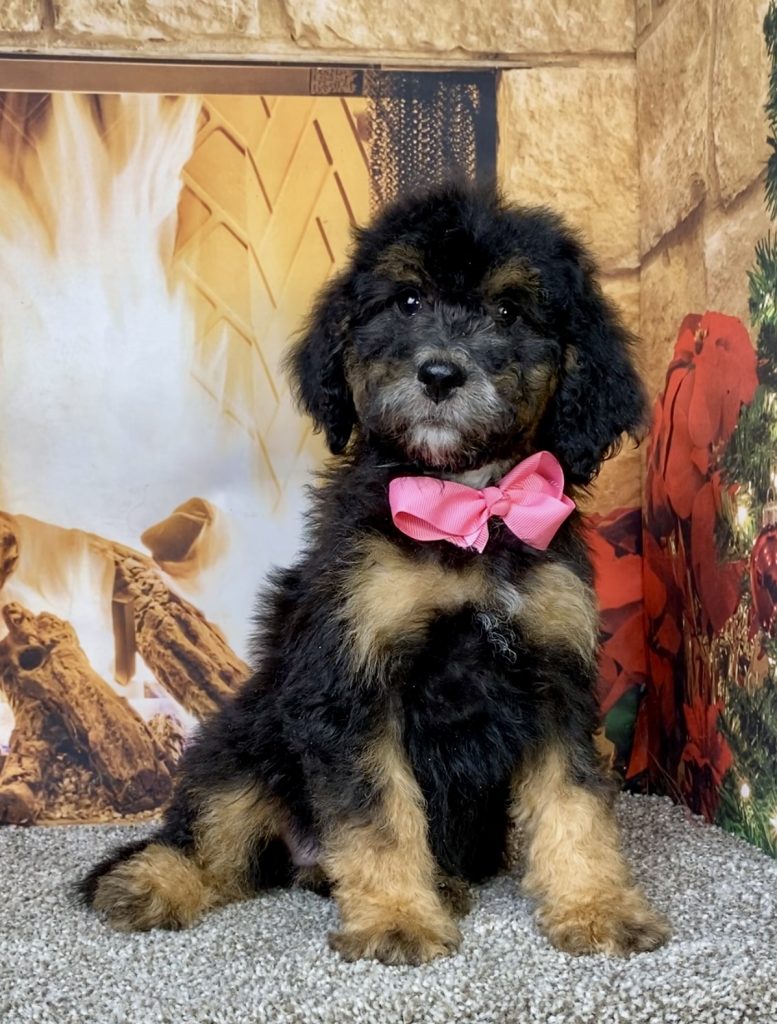 Photo of Ms. Dixie the Mini-Bernedoodle puppy