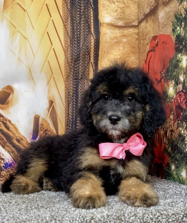 Photo of Ms. Dixie the Mini-Bernedoodle puppy