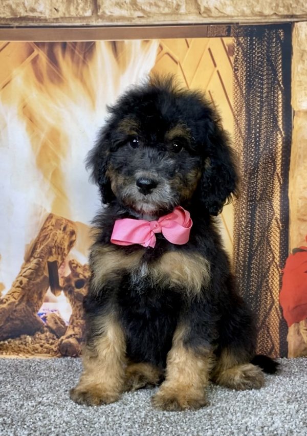 Photo of Ms. Dixie the Mini-Bernedoodle puppy