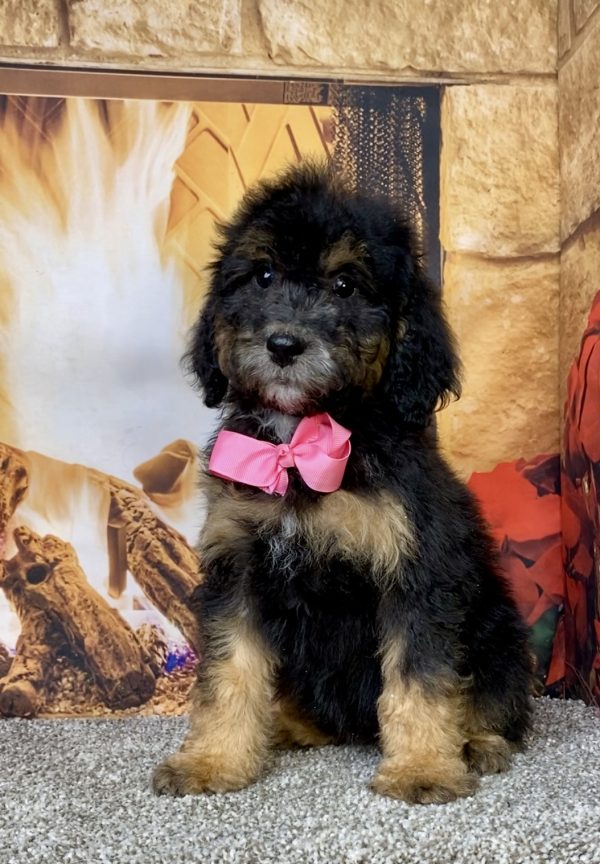 Photo of Ms. Dixie the Mini-Bernedoodle puppy