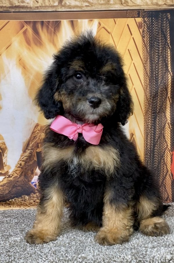 Photo of Ms. Dixie the Mini-Bernedoodle puppy
