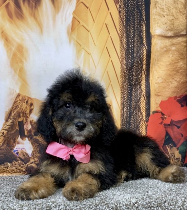 Photo of Ms. Dixie the Mini-Bernedoodle puppy