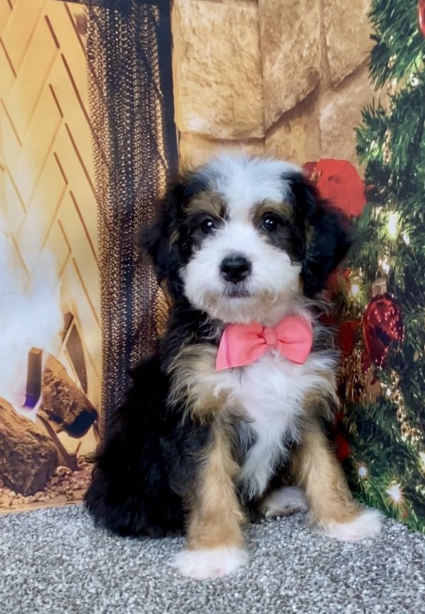 Ms. Donna the Mini-Bernedoodle puppy