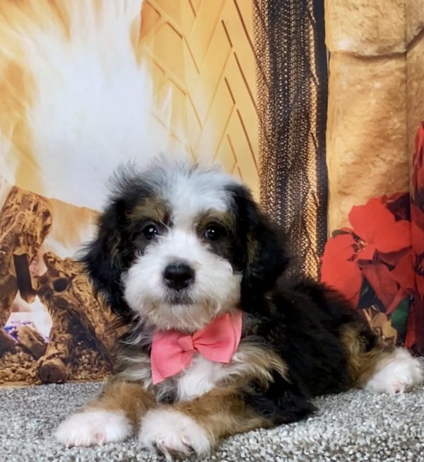 Photo of Ms. Donna the Mini-Bernedoodle puppy
