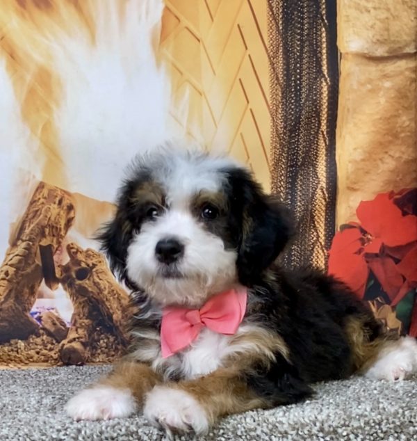Photo of Ms. Donna the Mini-Bernedoodle puppy