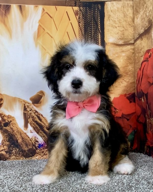 Photo of Ms. Donna the Mini-Bernedoodle puppy