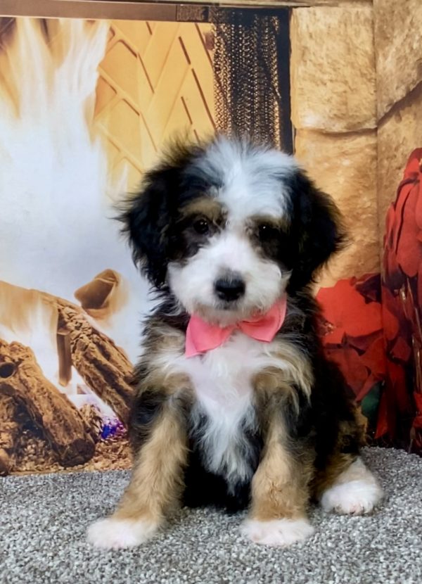 Photo of Ms. Donna the Mini-Bernedoodle puppy