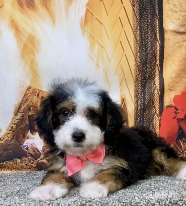 Photo of Ms. Donna the Mini-Bernedoodle puppy