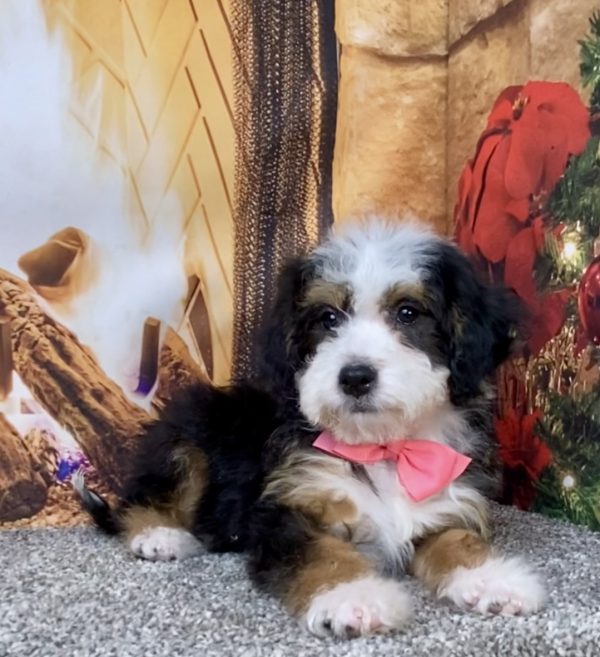 Photo of Ms. Donna the Mini-Bernedoodle puppy