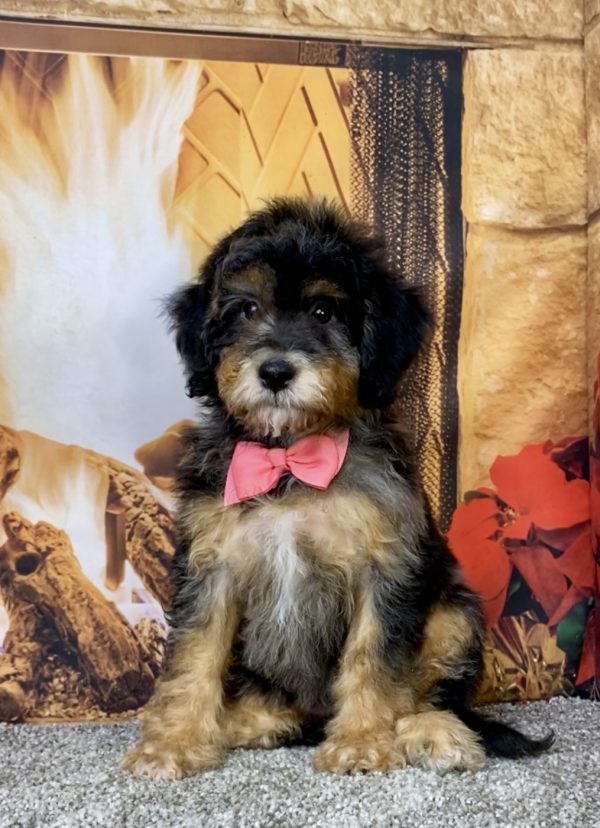Ms. Donut the Mini-Bernedoodle puppy