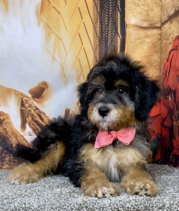 Photo of Ms. Donut the Mini-Bernedoodle puppy