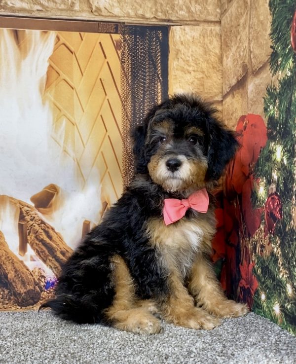 Photo of Ms. Donut the Mini-Bernedoodle puppy