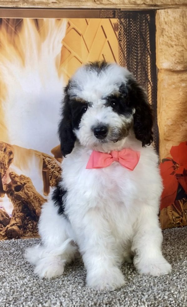 Ms. Kate the F1B Micro Mini-Bernedoodle puppy