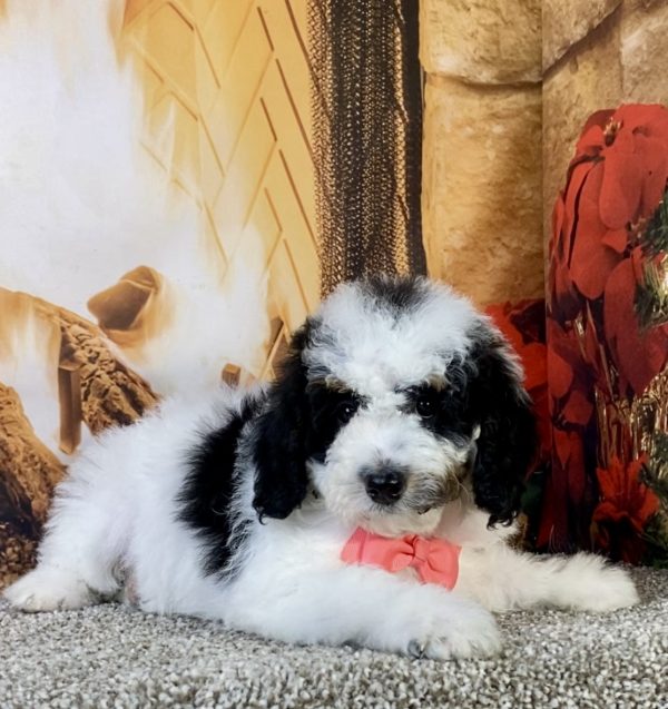 Photo of Ms. Kate the F1B Micro Mini-Bernedoodle puppy