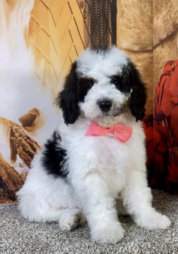 Photo of Ms. Kate the F1B Micro Mini-Bernedoodle puppy