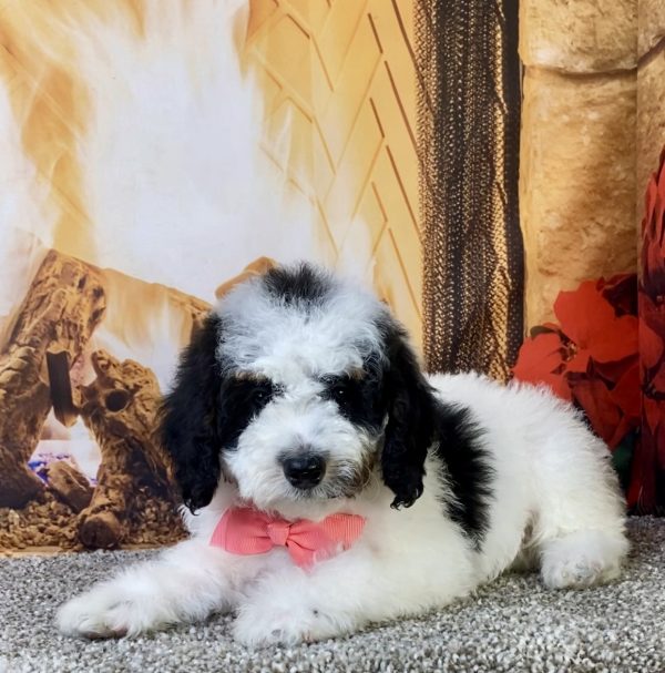Photo of Ms. Kate the F1B Micro Mini-Bernedoodle puppy