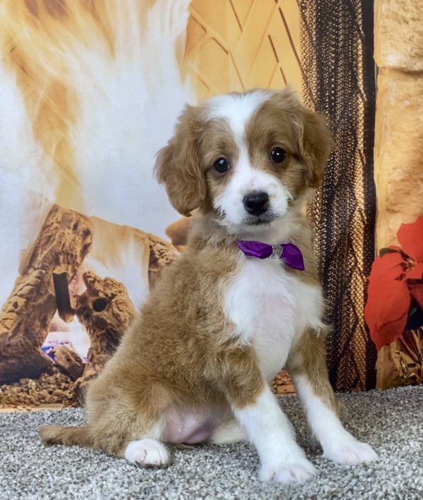 Ms. Kaye the F1B Micro Mini-Bernedoodle puppy