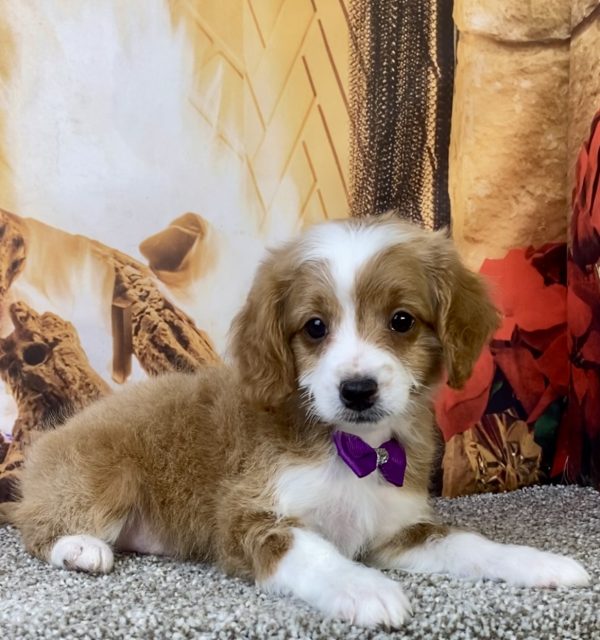 Photo of Ms. Kaye the F1B Micro Mini-Bernedoodle puppy