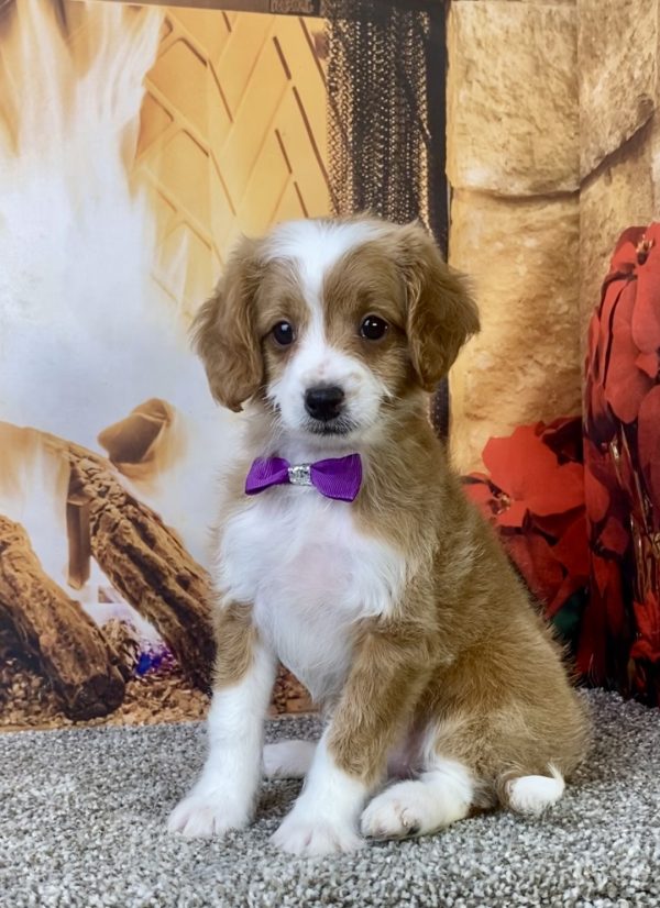 Photo of Ms. Kaye the F1B Micro Mini-Bernedoodle puppy