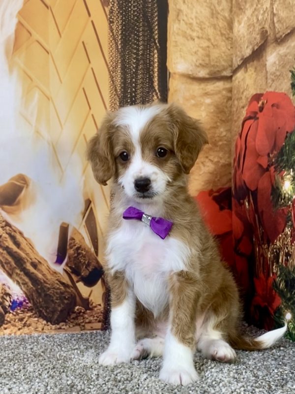 Photo of Ms. Kaye the F1B Micro Mini-Bernedoodle puppy