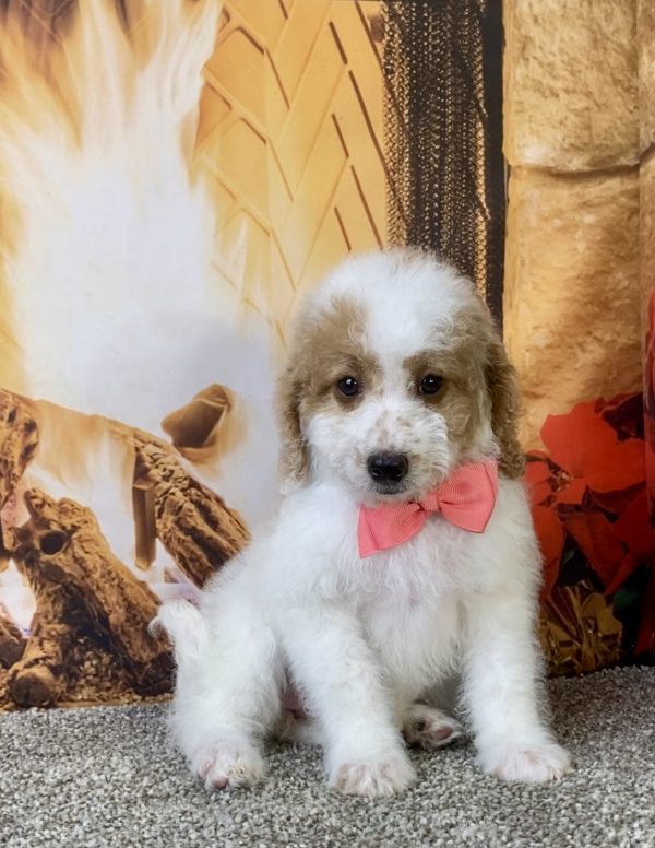 Photo of Ms. Kris the F1B Micro Mini-Bernedoodle puppy