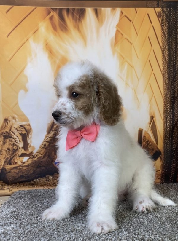 Photo of Ms. Kris the F1B Micro Mini-Bernedoodle puppy