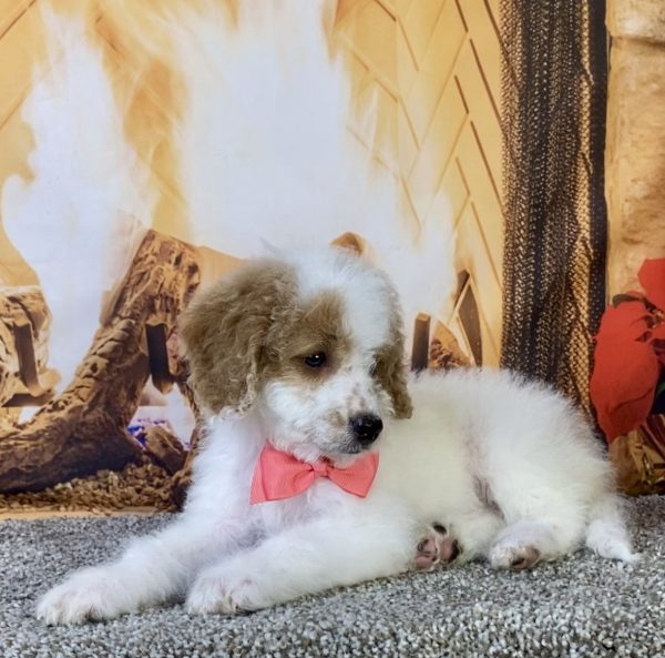 Ms. Kris the F1B Micro Mini-Bernedoodle puppy