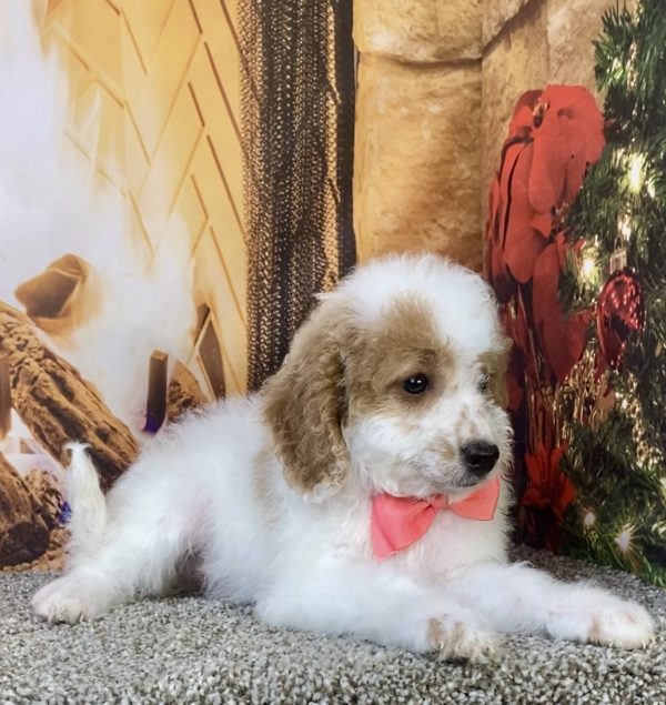 Photo of Ms. Kris the F1B Micro Mini-Bernedoodle puppy