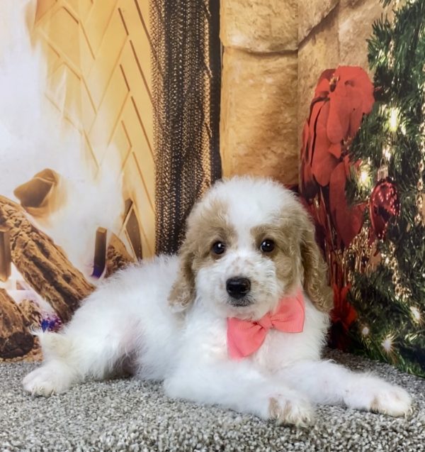 Photo of Ms. Kris the F1B Micro Mini-Bernedoodle puppy