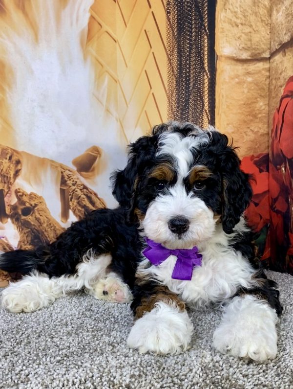 Ms. Joy the  Mini-Bernedoodle - Image 2