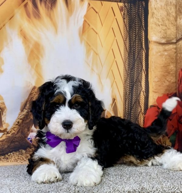 Ms. Joy the  Mini-Bernedoodle - Image 4