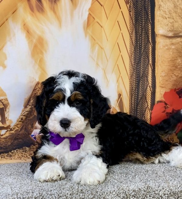 Ms. Joy the  Mini-Bernedoodle - Image 5