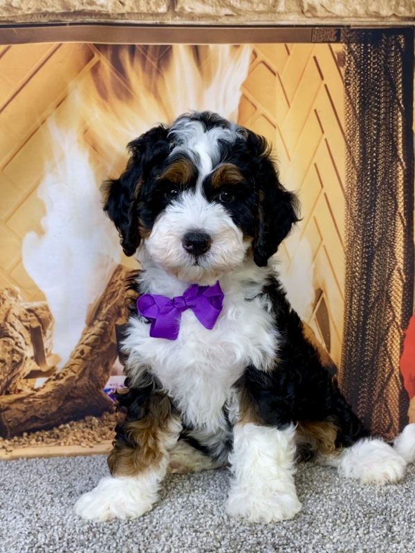 Ms. Joy the Mini-Bernedoodle puppy